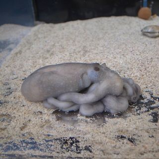목포 세발낙지 연포탕