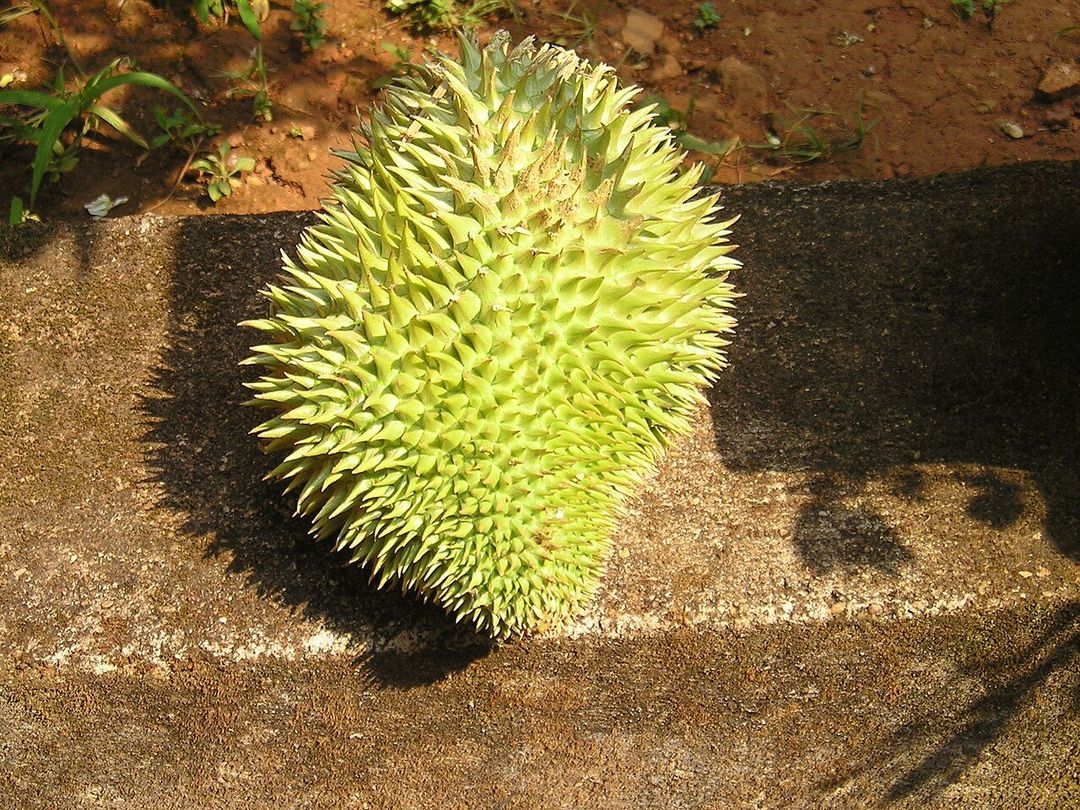 두리안 농장 투어