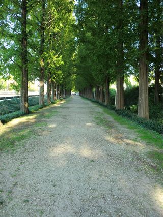 Metasequoia Road nearby restaurants