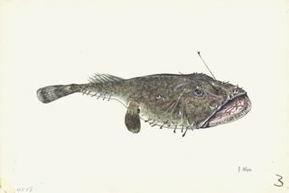 馬山魚市場 周辺の人気店