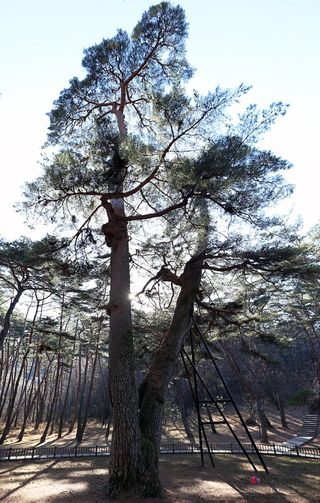 Yeongwol nearby restaurants