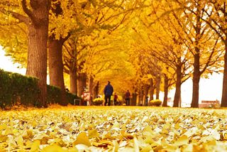 Gokgyocheon Ginkgo Road nearby restaurants