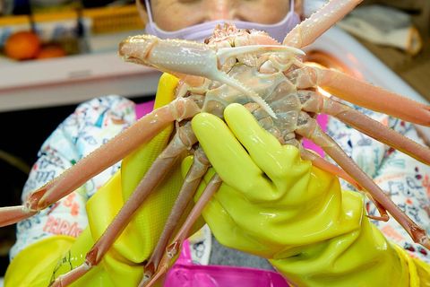 Snow crab