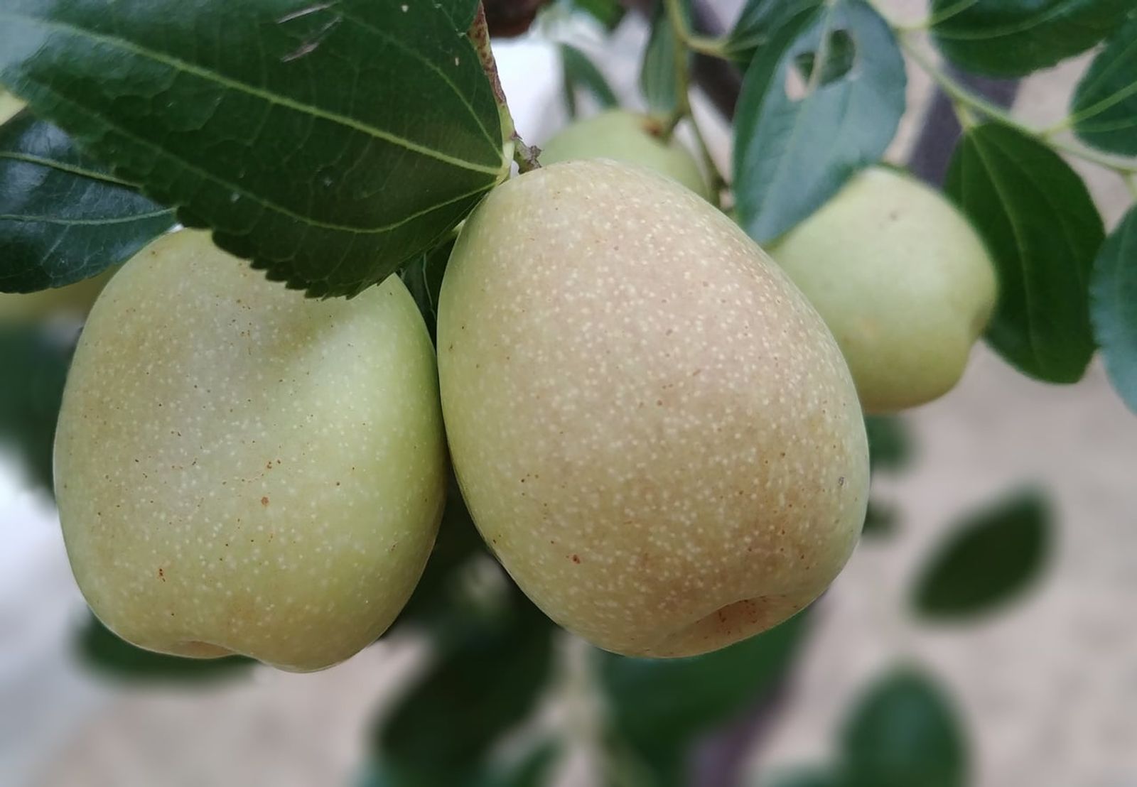 Large, ripe red jujubes · Photo: Choe Yongwoo / CC0 (Wikimedia Commons)