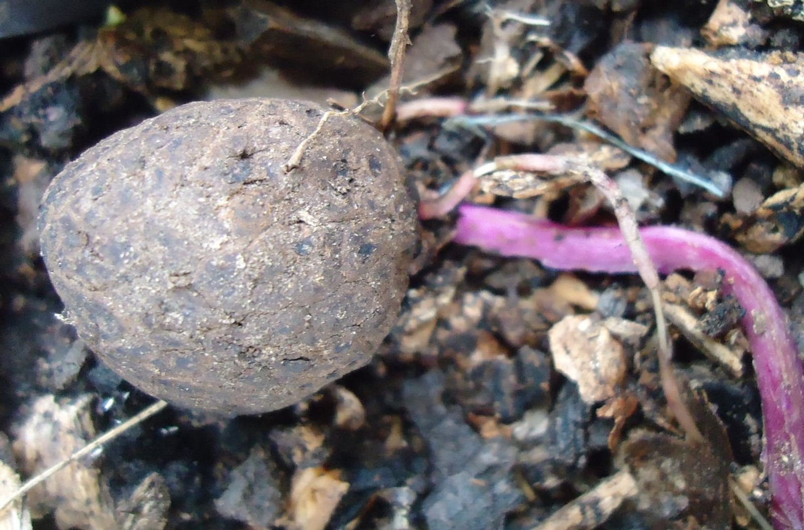 Purple yam (ubi) tuber · Photo: Obsidian Soul / CC BY-SA 3.0 (Wikimedia Commons)