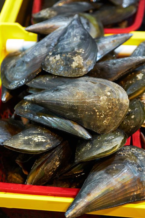 Boryeong's Ocheon Port Pen Shells