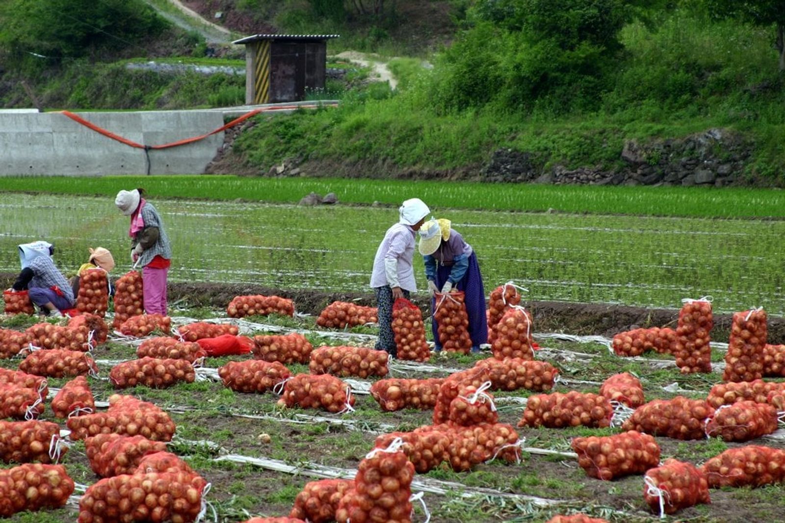 Changnyeong Onions · Photo: Robert at Picasa / CC BY 3.0 (Wikimedia Commons)