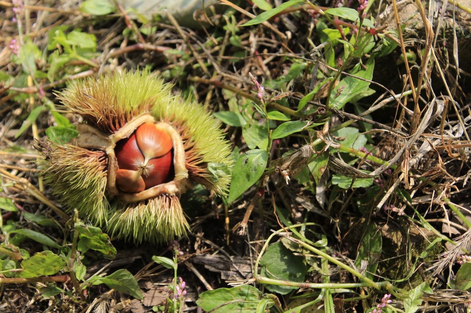 Korean chestnuts · Photo: yihyejin / CC0 (Wikimedia Commons)