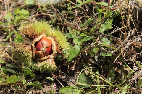 Gongju Chestnuts