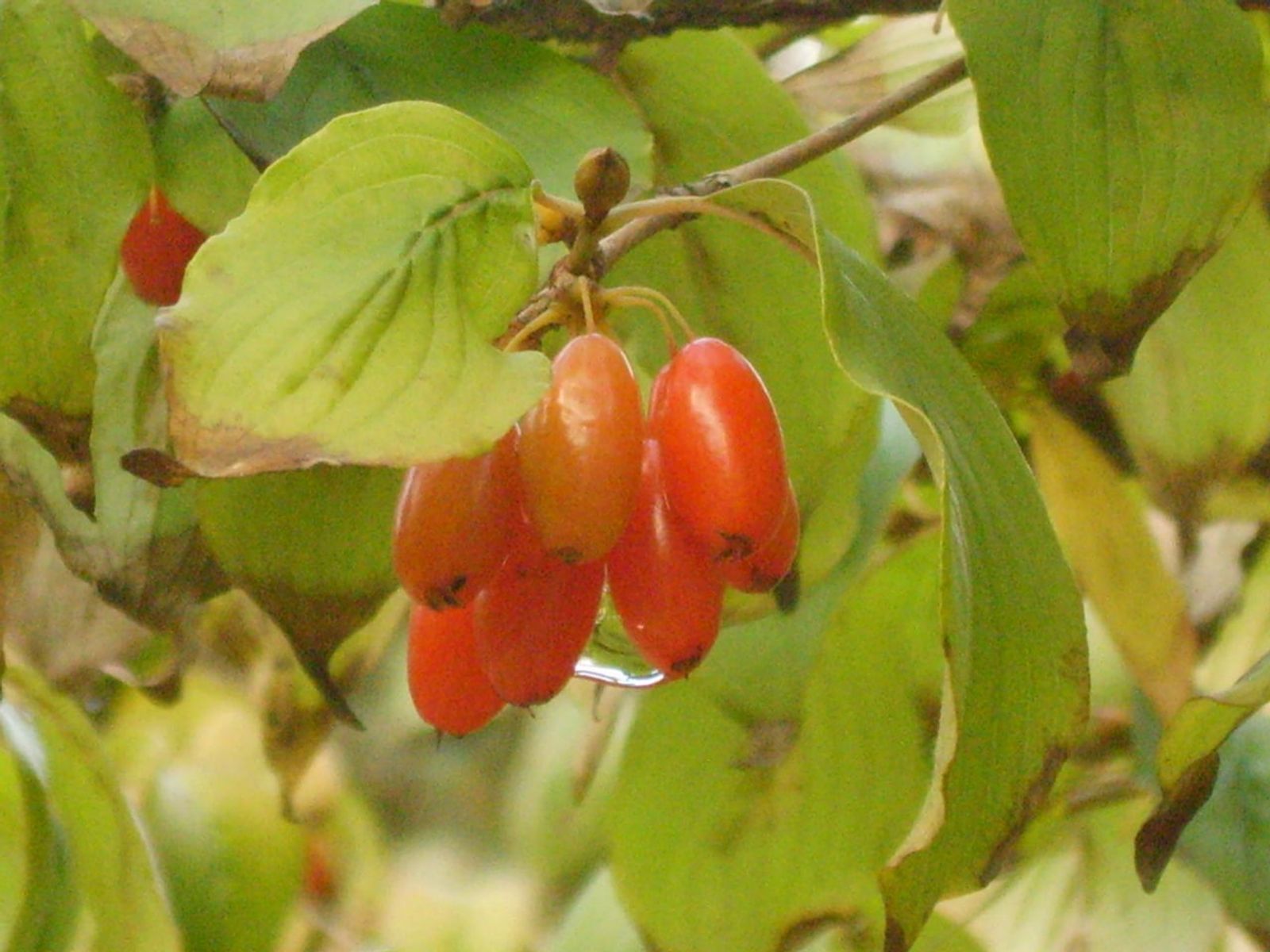 Ripe red sansuyu berries on the branch · Photo: Dalgial / CC BY-SA 3.0 (Wikimedia Commons)