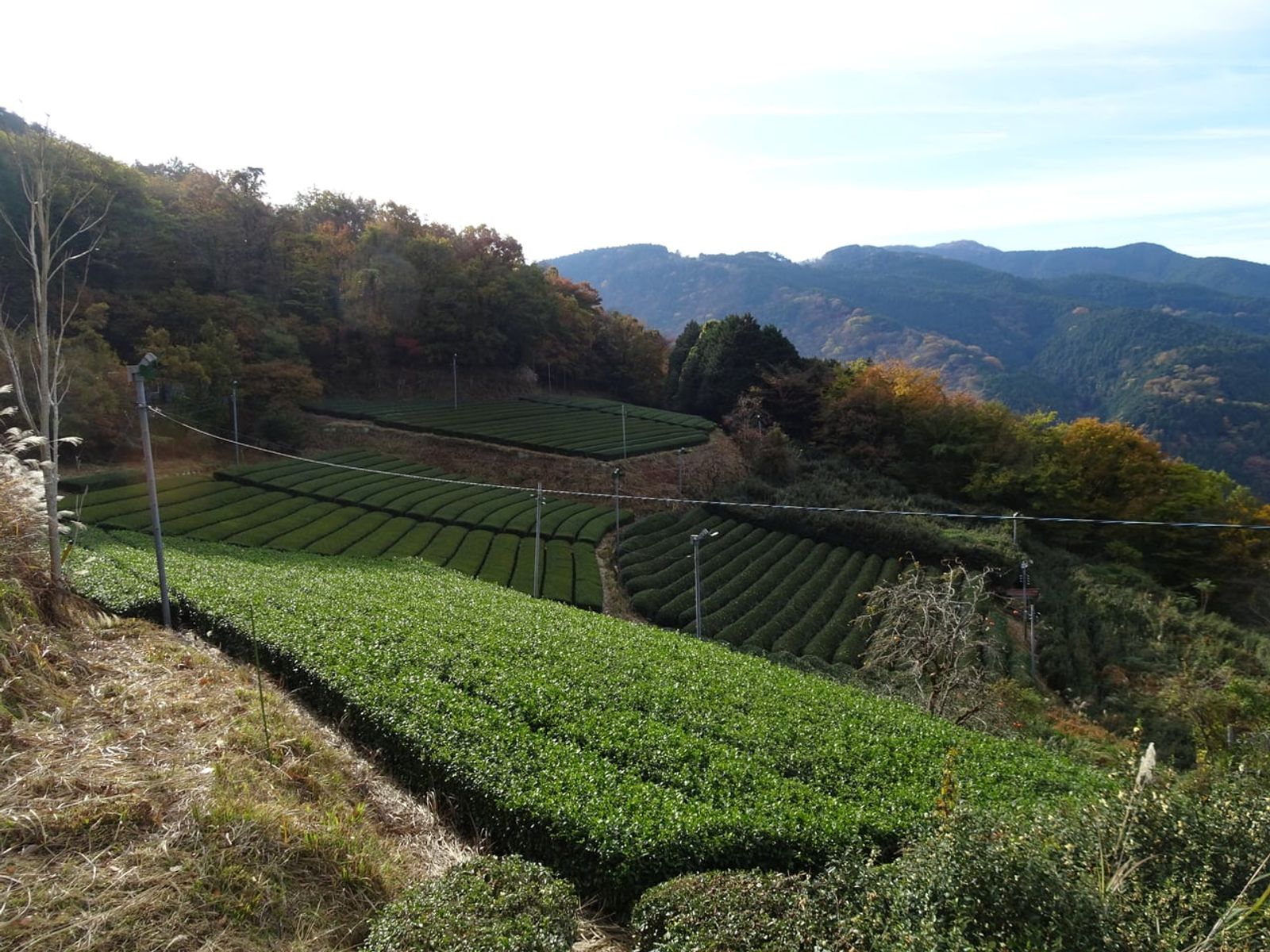 Ashigara tea fields on a mountainside · Photo: Azegamaru / CC BY 4.0 (Wikimedia Commons)