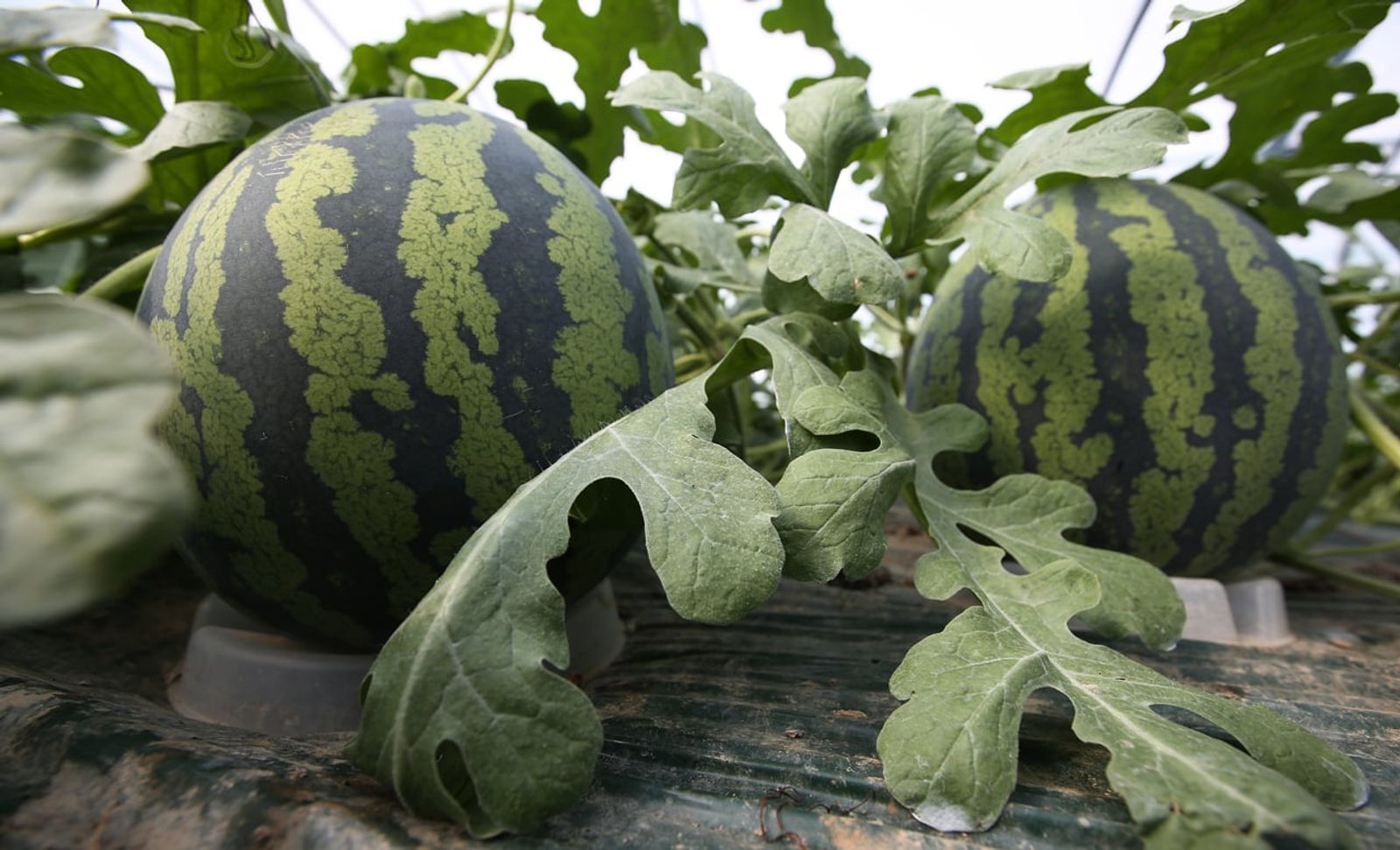 Watermelons growing in a Haman greenhouse (March 2015) · Photo: Republic of Korea (Korea.net) / CC BY-SA 2.0 (Wikimedia Commons)