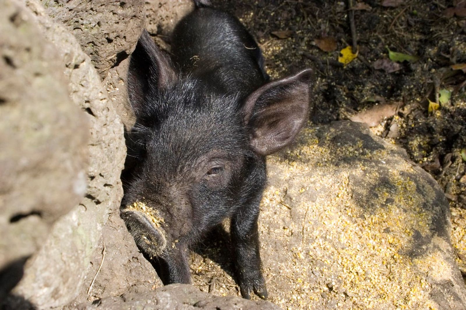 A Jeju black pig · Photo: A____ R__ (Flickr) / CC BY-SA 2.0 (Wikimedia Commons)