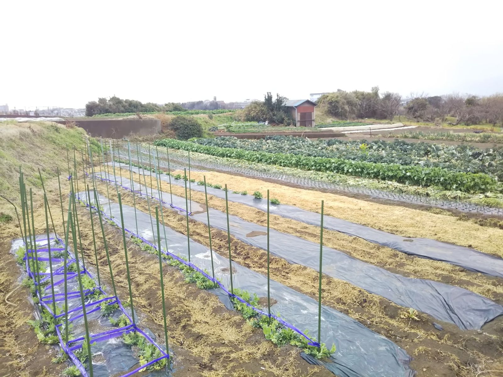 Vegetable fields in Sekiya, Kamakura · Photo: 妖精書士 / CC0 (Wikimedia Commons)