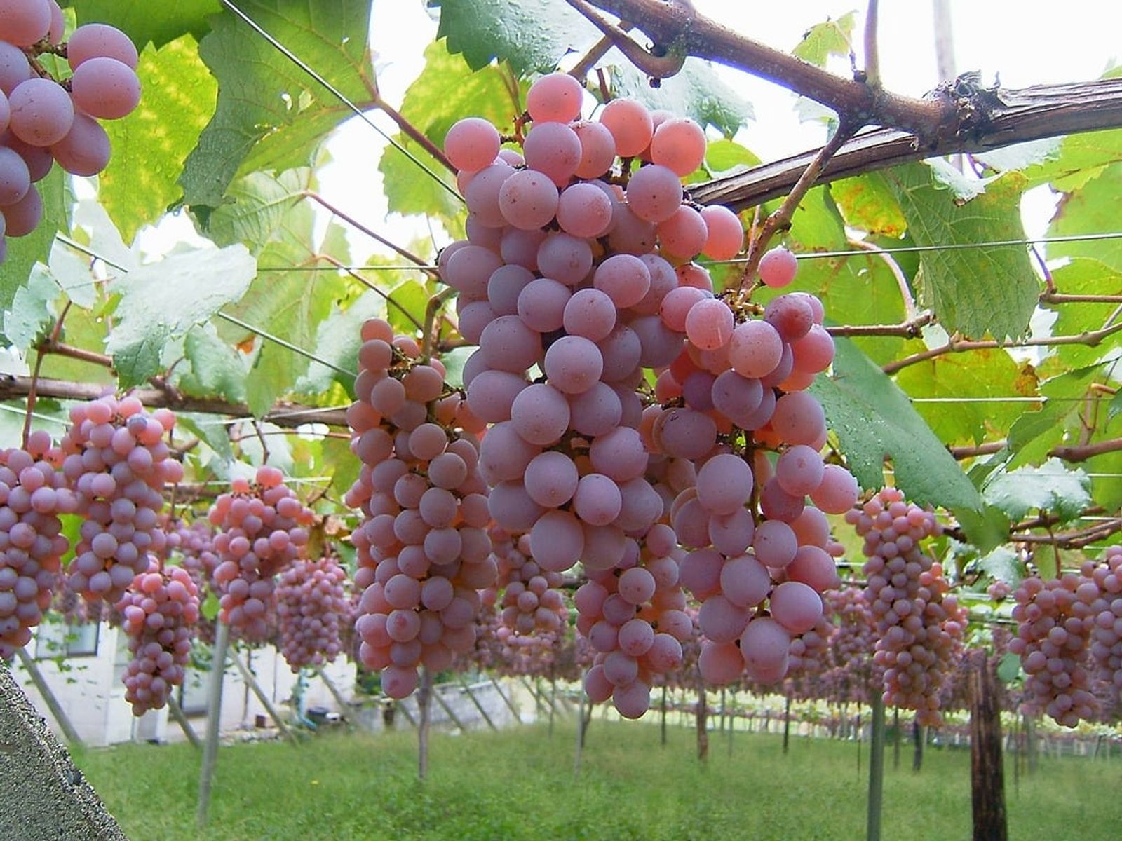 A vineyard in Katsunuma · Photo: genta_hgr / CC BY 2.0 (Wikimedia Commons)