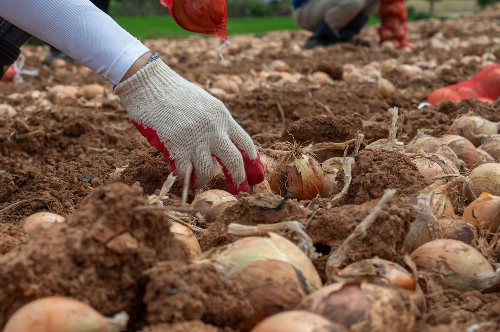 Harvesting onions in a field in Muan · Photo: U.S. Air Force photo by Staff Sgt. Cedrique Oldaker / Public domain (Wikimedia Commons)