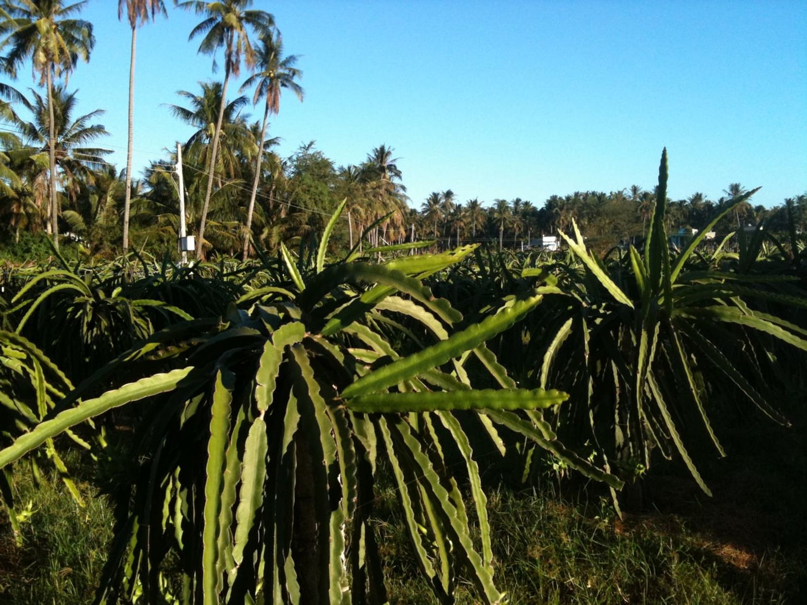 A dragon fruit farm in Phan Thiết · Photo: Dragfyre / CC BY-SA 3.0 (Wikimedia Commons)