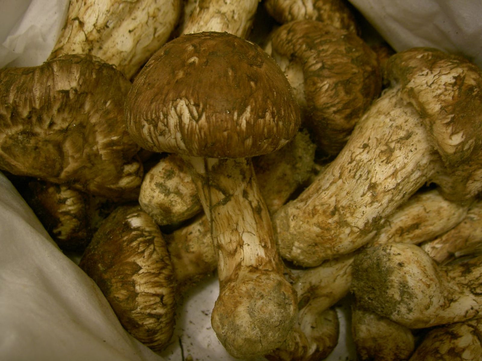 Freshly picked pine mushrooms (songi) · Photo: Stegano / Public domain (Wikimedia Commons)