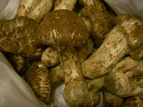Yangyang Pine Mushrooms